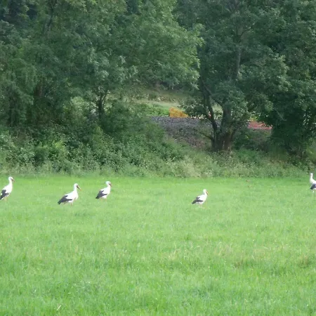 L'ecureuil * Munster